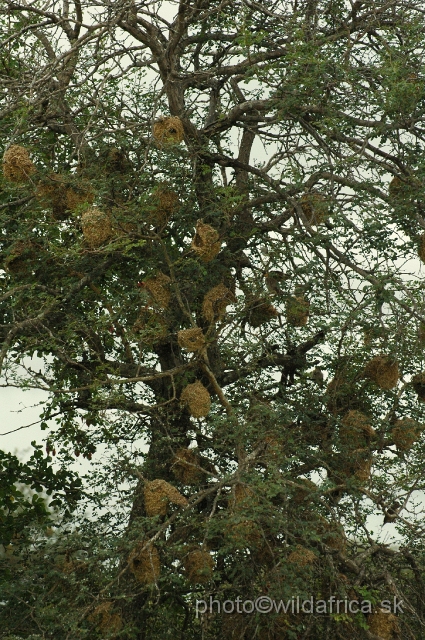 puku rsa 101.jpg - Weaver`s nests